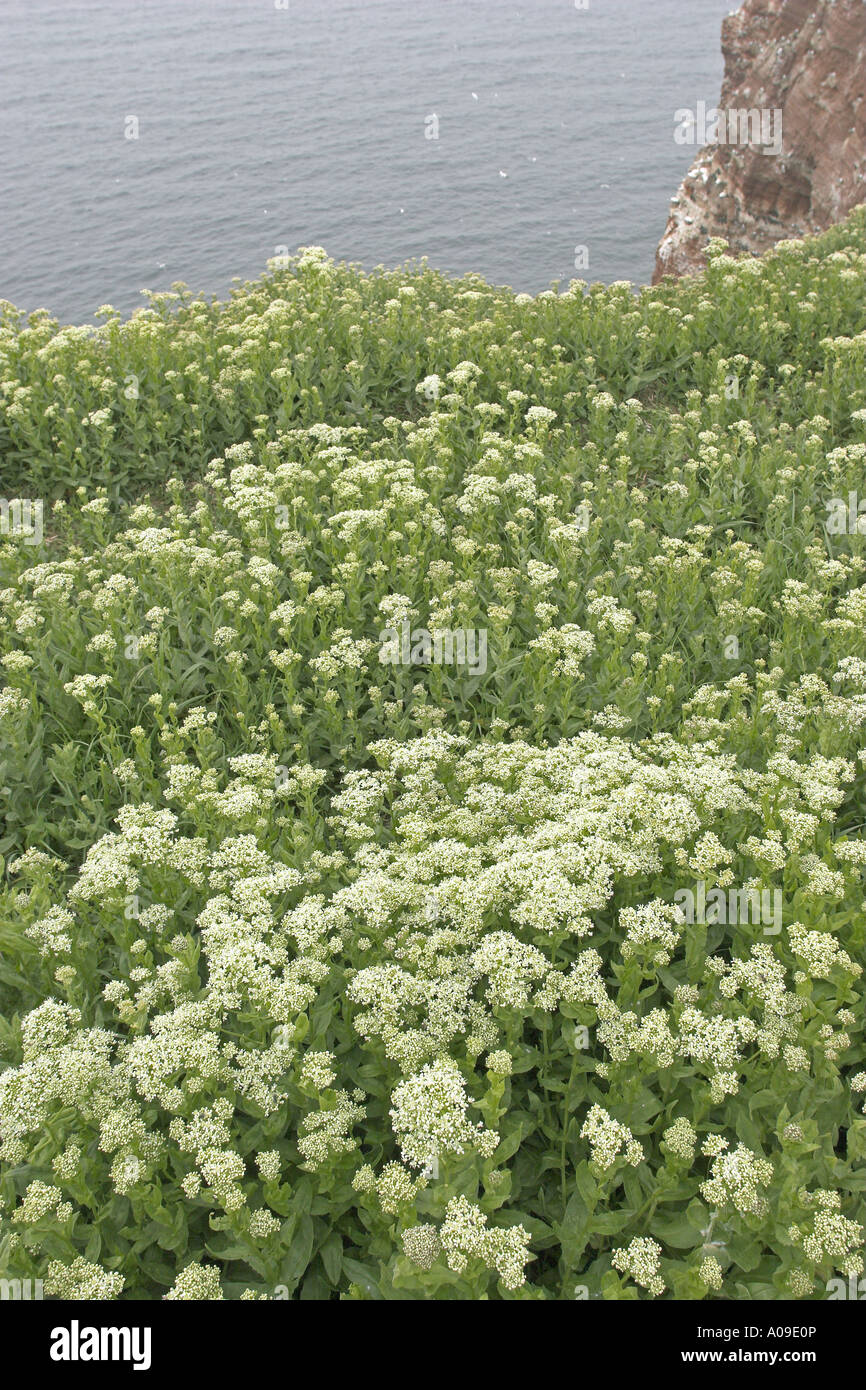 white top, hoary cress (Cardaria draba), blooming at the coast, Germany, Schleswig-Holstein, Heligoland Stock Photo