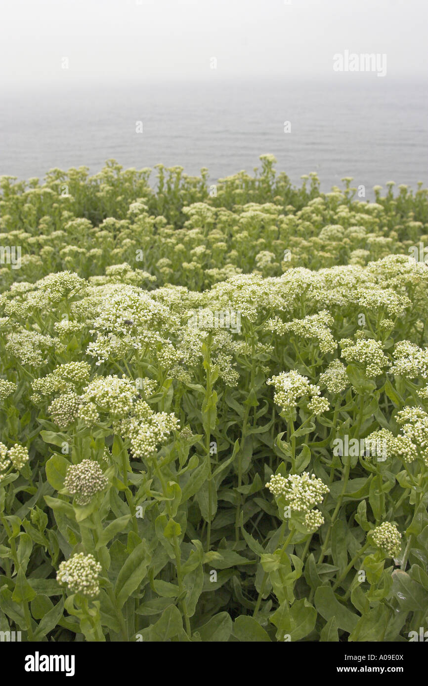 white top, hoary cress (Cardaria draba), blooming at the coast, Germany, Schleswig-Holstein, Heligoland Stock Photo