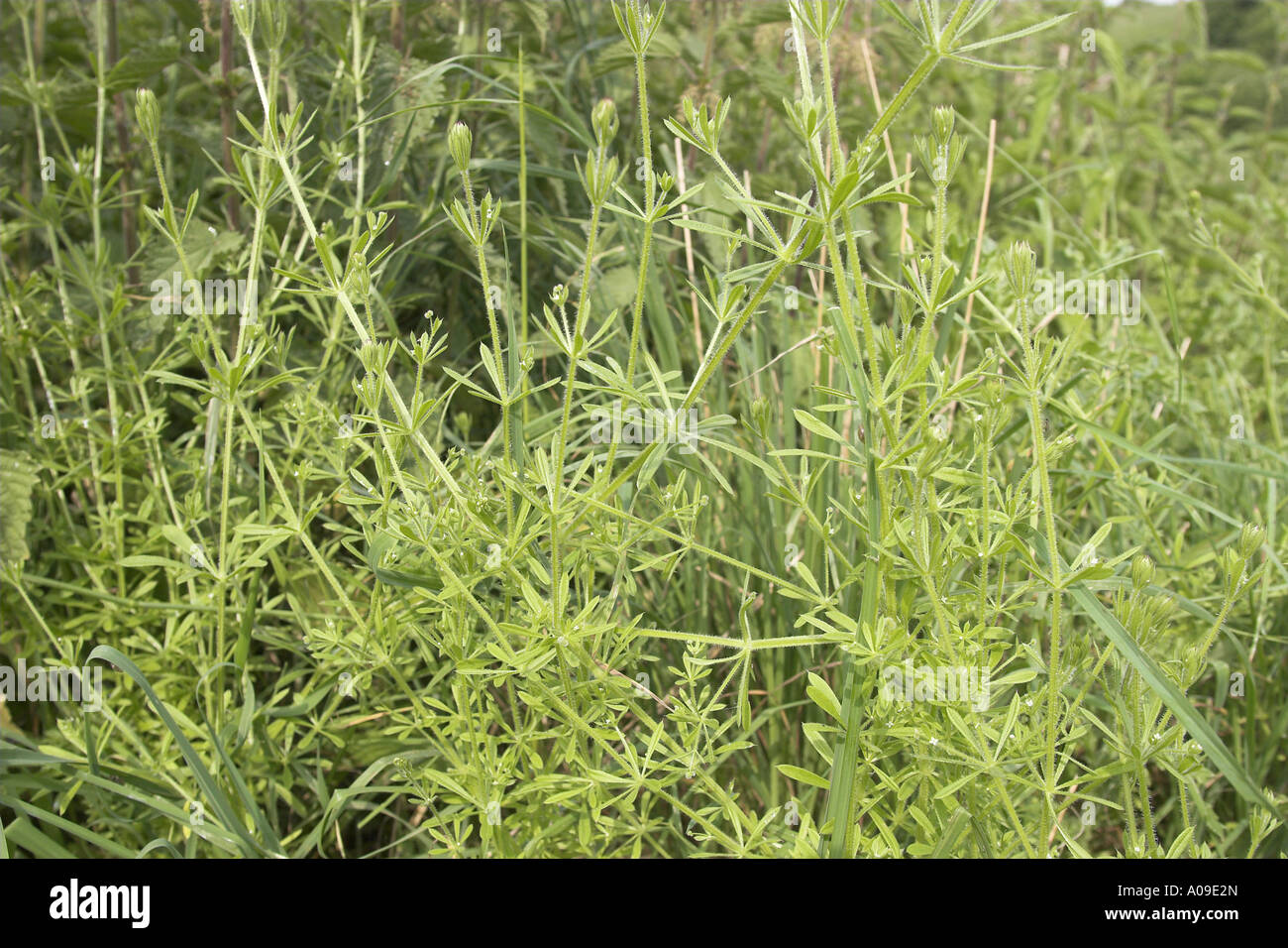 cleavers, goosegrass, catchweed bedstraw (Galium aparine), blooming