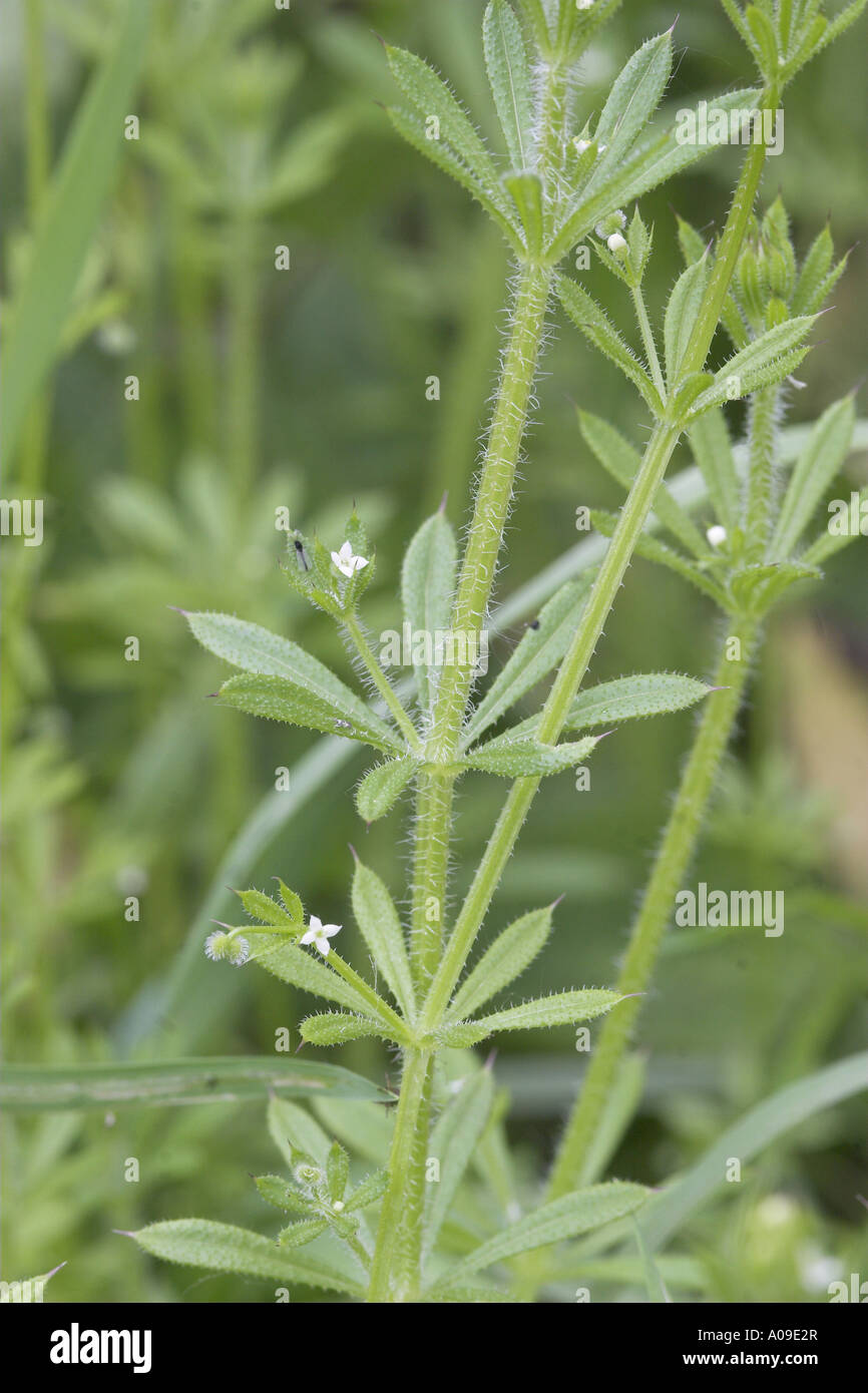 cleavers, goosegrass, catchweed bedstraw (Galium aparine), flowers and