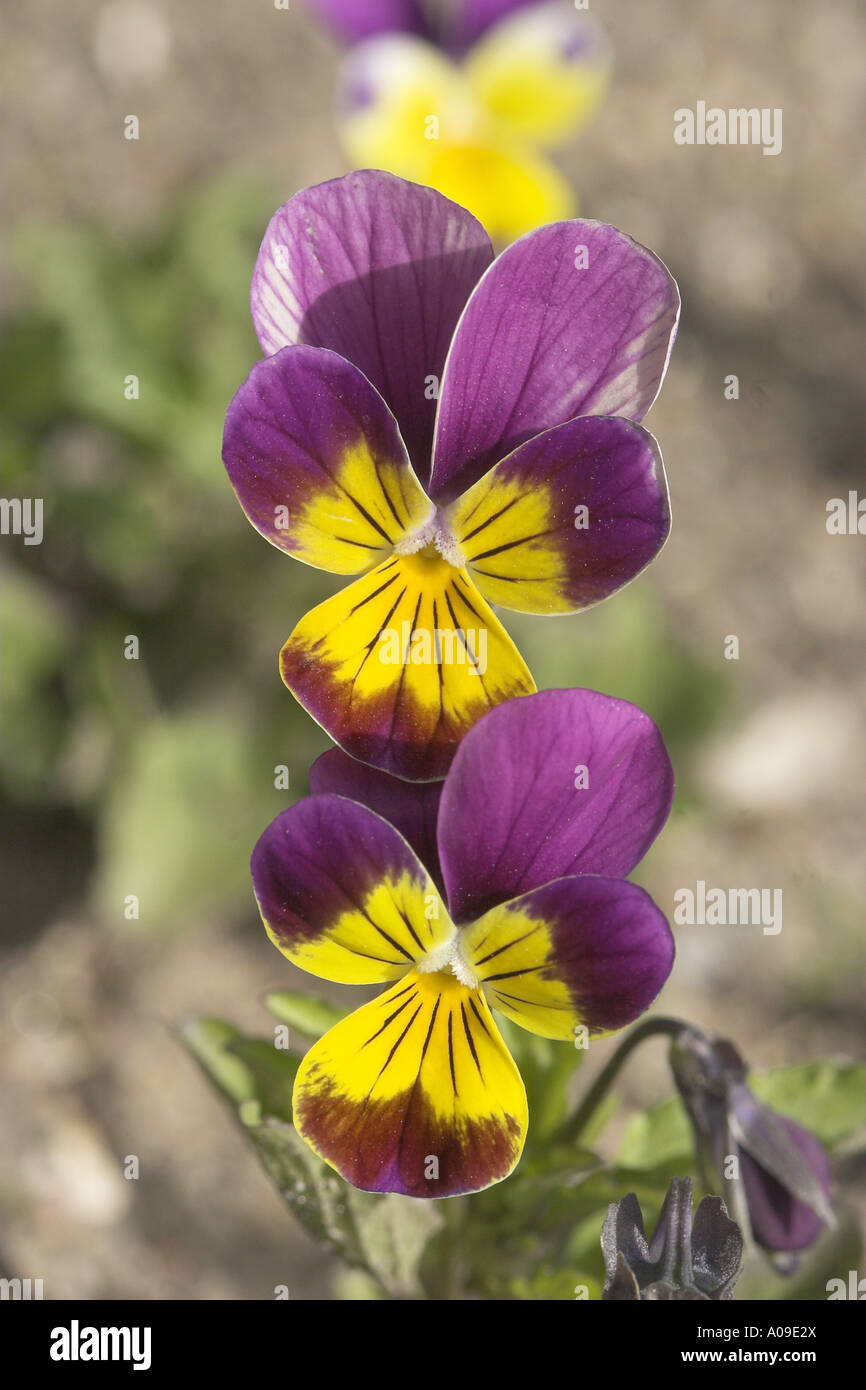 Viola, Tufted Pansy (Viola cornuta), blossoms Stock Photo