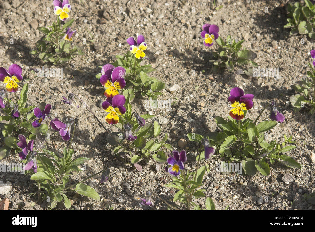 Viola, Tufted Pansy (Viola cornuta), blooming plants Stock Photo
