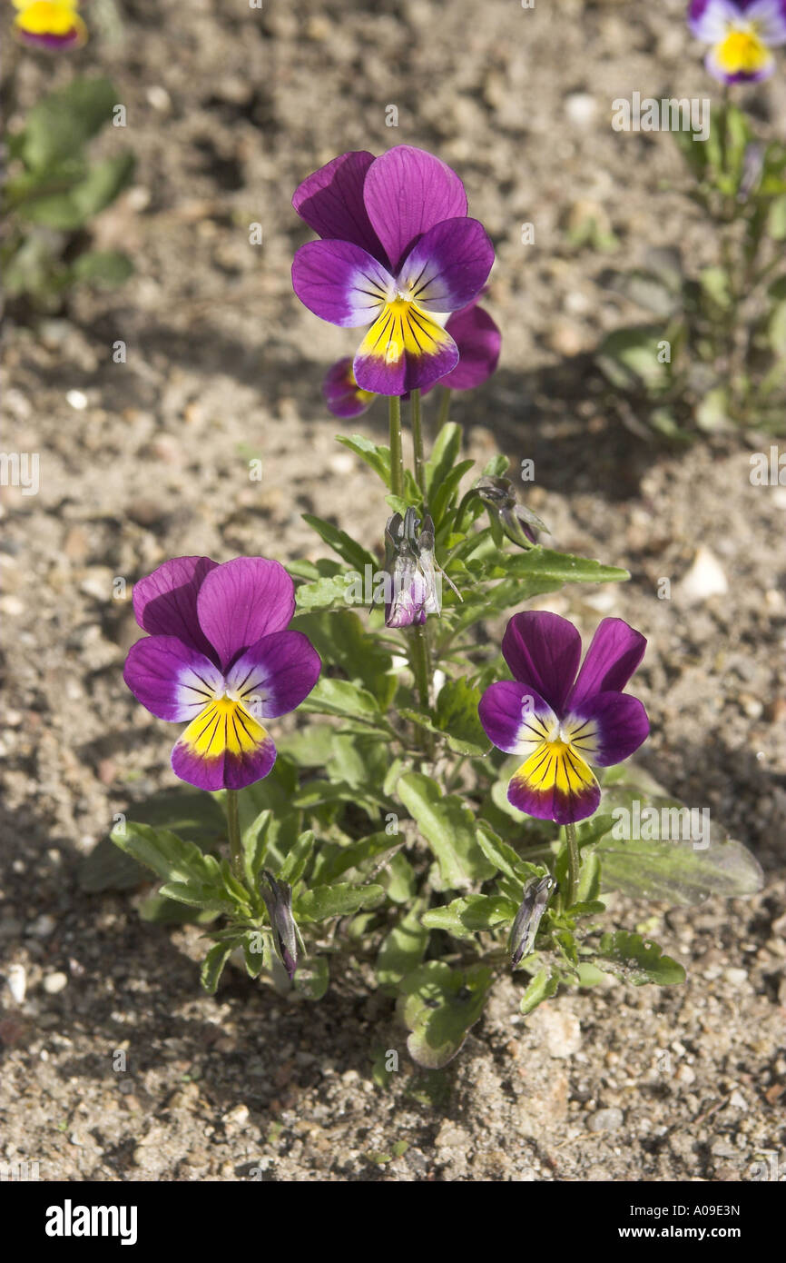 Viola, Tufted Pansy (Viola cornuta), blooming plant Stock Photo