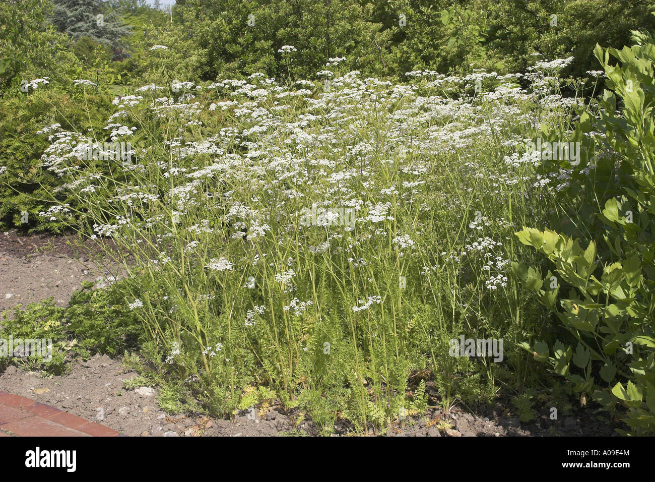 common caraway (Carum carvi), blooming Stock Photo