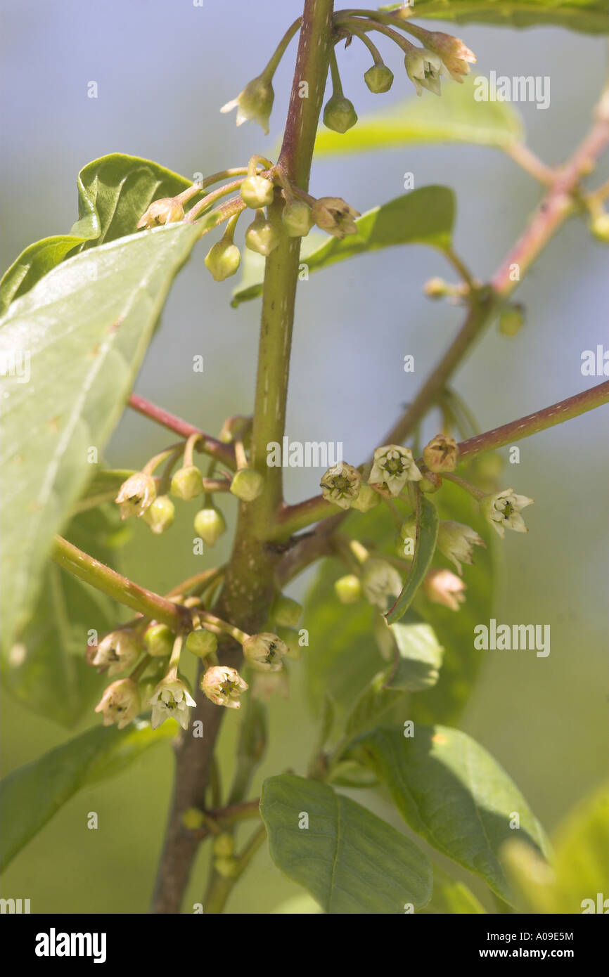 alder buckthorn, glossy buckthorn (Frangula alnus, Rhamnus frangula), blooming Stock Photo