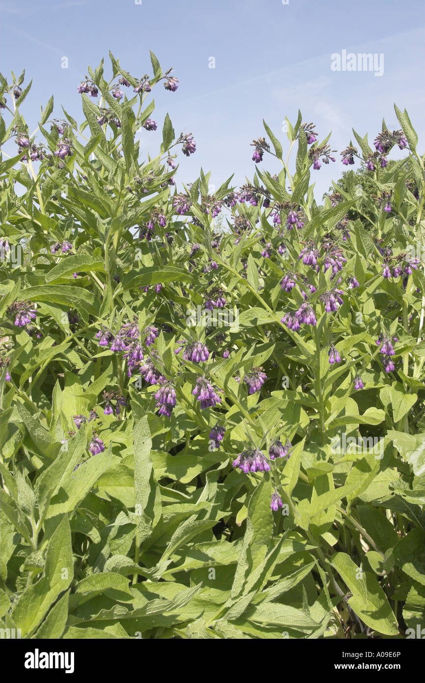 common comfrey (Symphytum officinale), blooming Stock Photo - Alamy