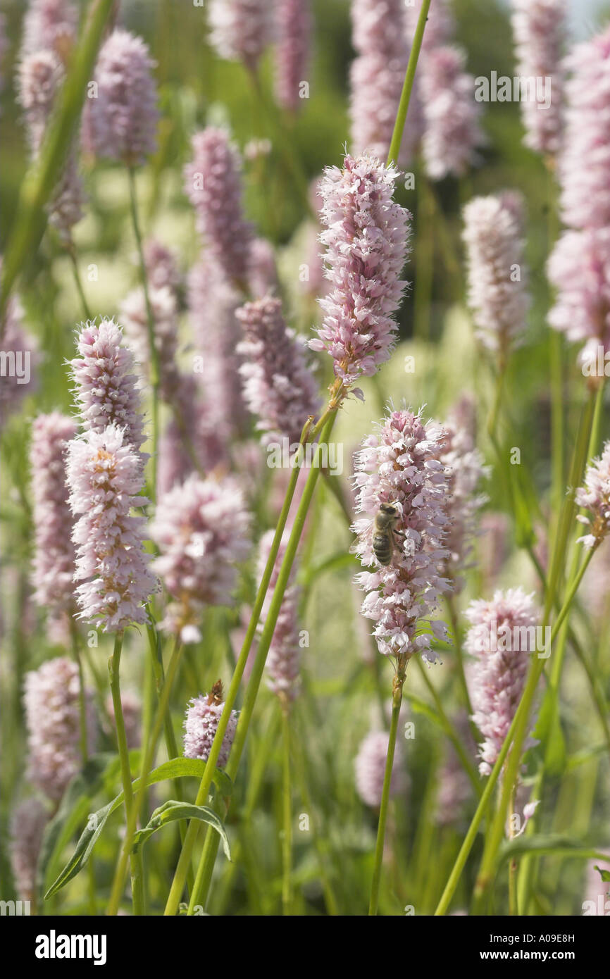 common bistort, meadow bistort (Polygonum bistorta, Bistorta major), inflorescences Stock Photo