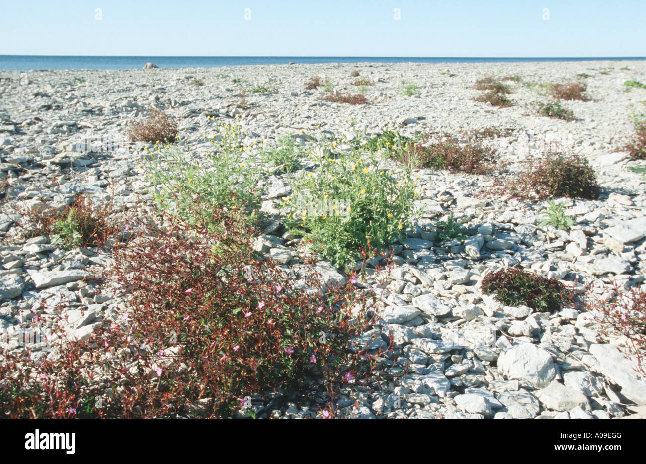 sticky groundsel, viscid groundsel, sticky ragwort (Senecio viscosus), limstone barren plain with Geranium and Senecio, Estonia Stock Photo
