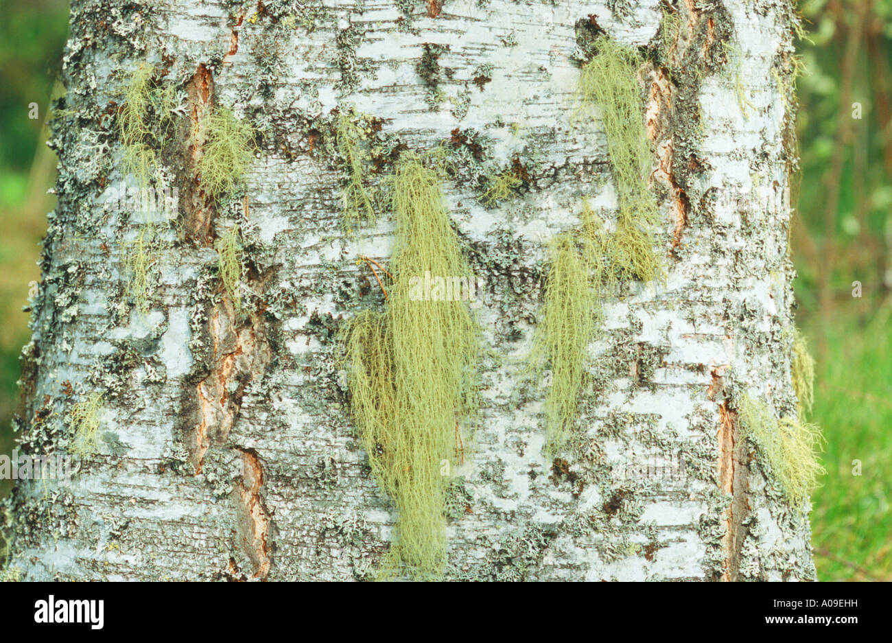 old man's beard (Usnea spec.), epiphytic, Sweden, Haelsingland Stock Photo