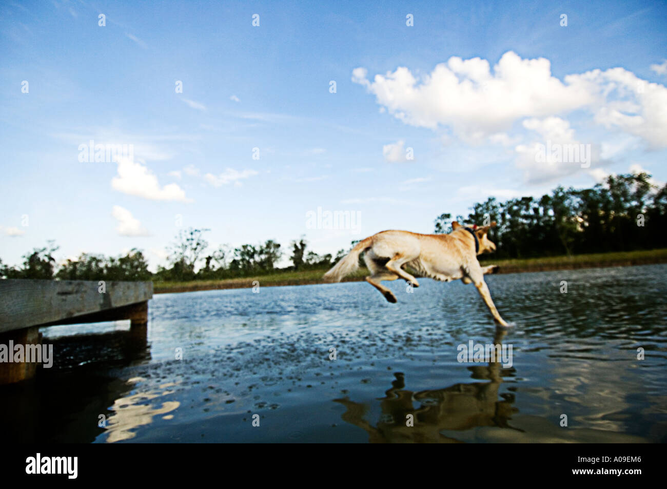 a yellow lab jumps into a pond in Southeast TX. Stock Photo