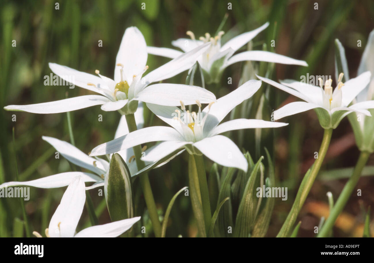 White Star of Bethlehem (Ornithogalum collinum), blooming, Spain, Andalusia Stock Photo
