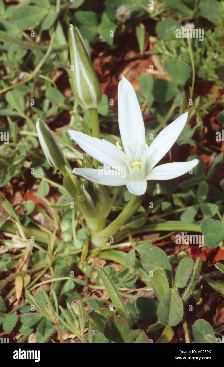 White Star of Bethlehem (Ornithogalum collinum), flower and bud, Spain, Andalusia Stock Photo