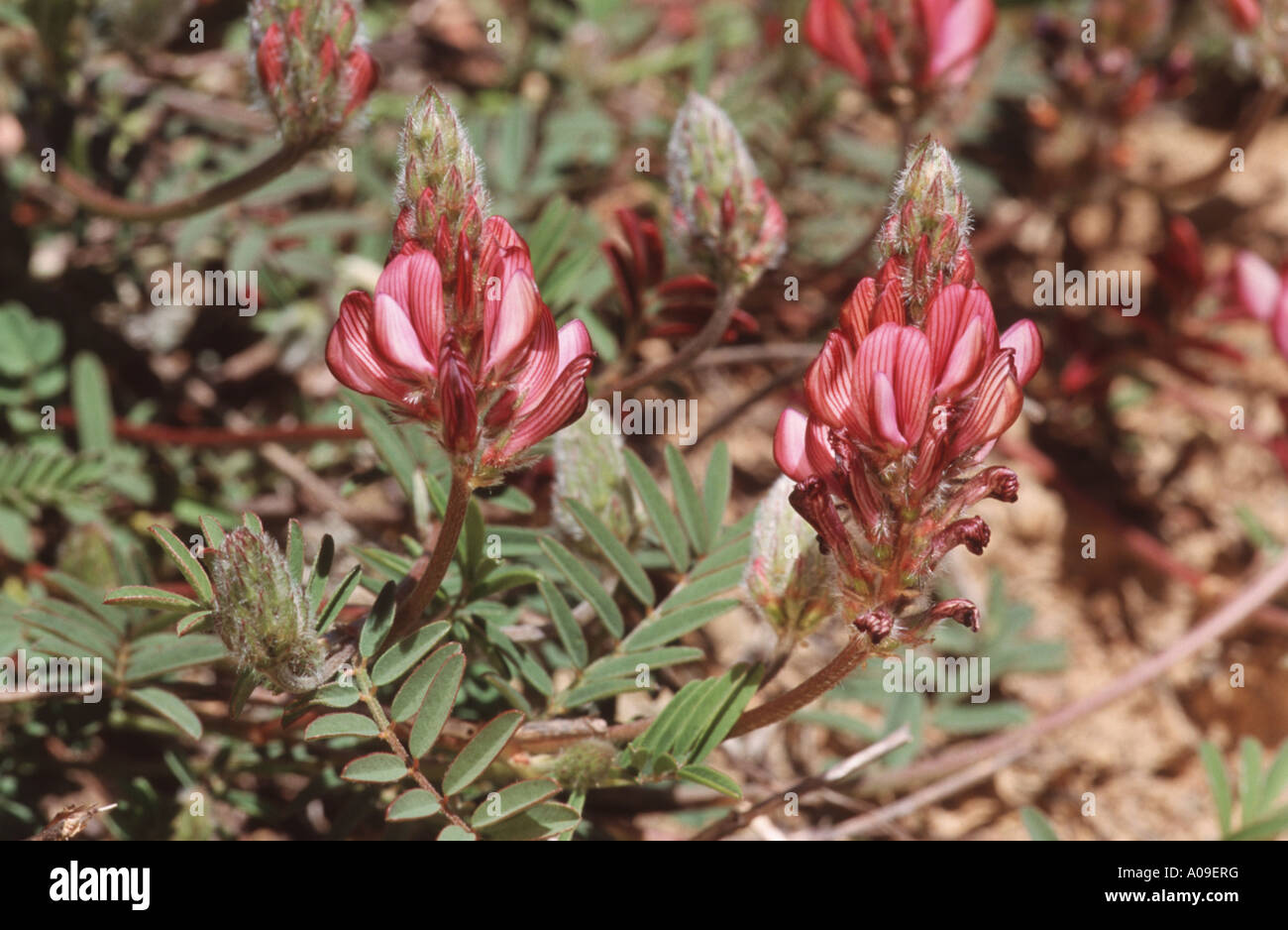 boreal sweetvetch (Hedysarum glomeratum), blooming, Spain, Andalusia Stock Photo