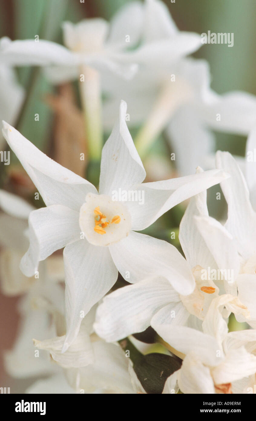 Paper-White Narcissus (Narcissus papyraceus), flower, Spain, Andalusia Stock Photo