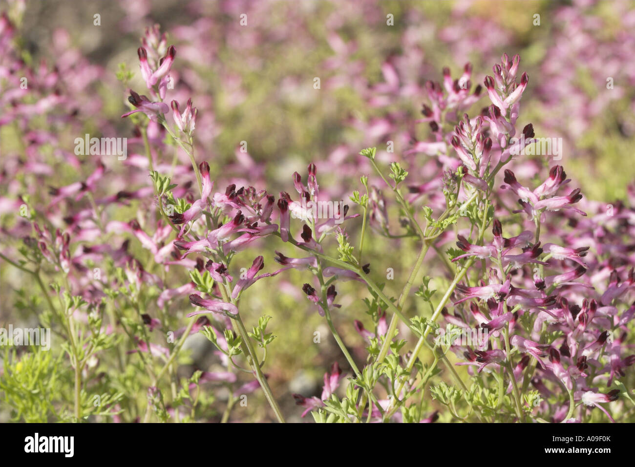 common fumitory, drug fumitory (Fumaria officinalis), blooming Stock Photo