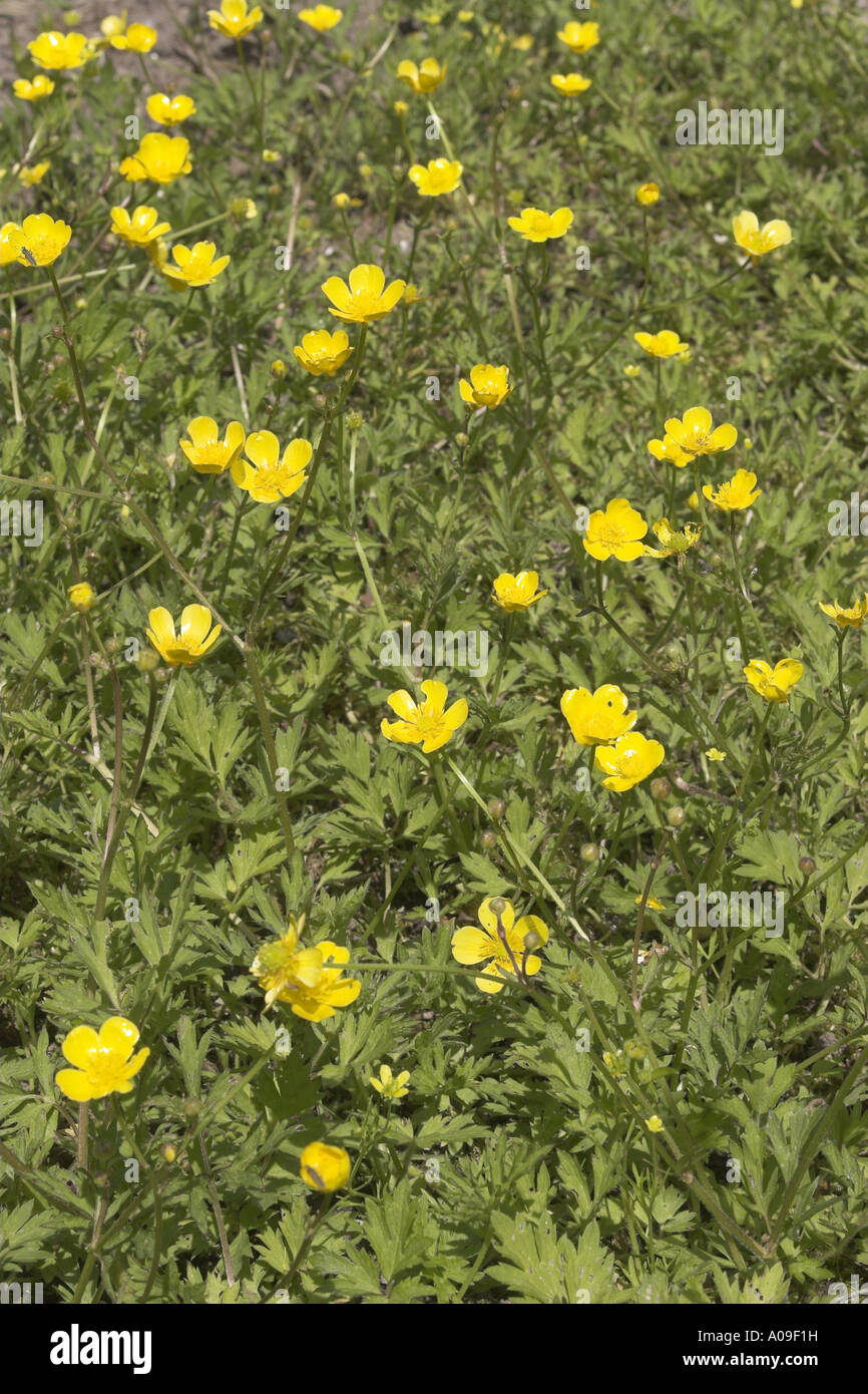 Creeping buttercup weeds hires stock photography and images Alamy