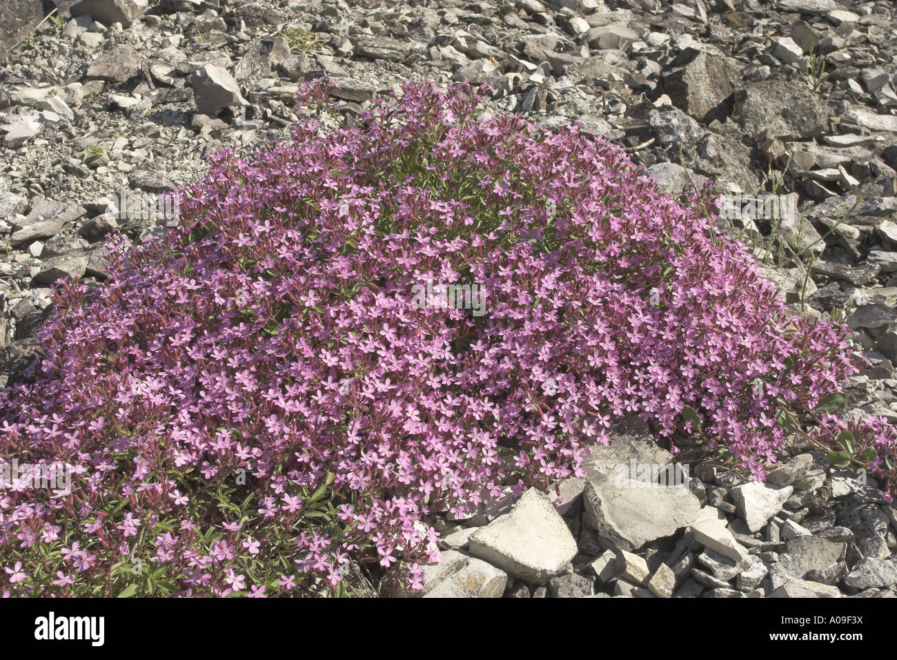 Rock Soapwort, Tumbling Ted (Saponaria ocymoides), blooming Stock Photo
