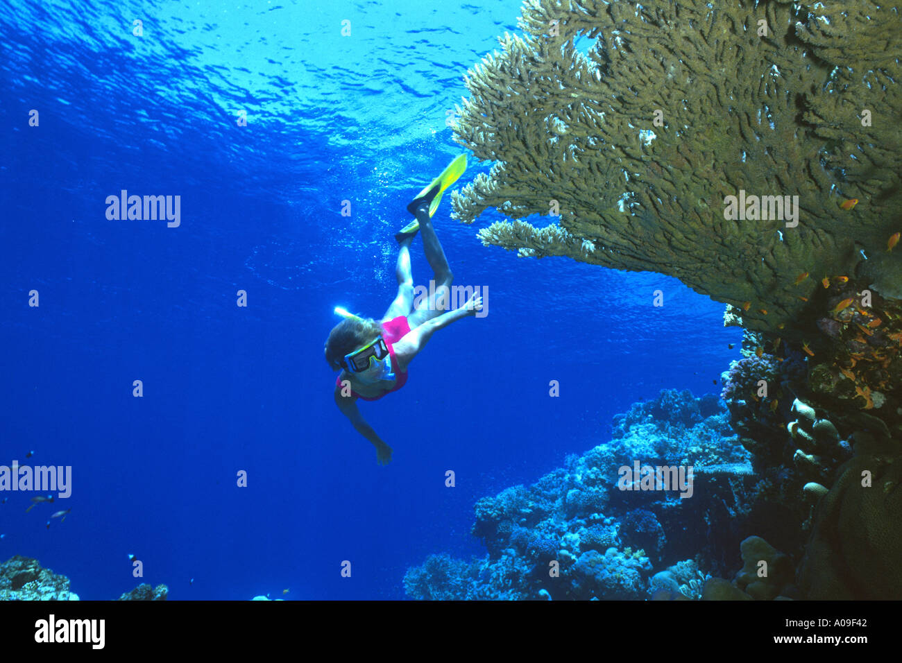 Red sea reef fish snorkeler hi-res stock photography and images - Alamy