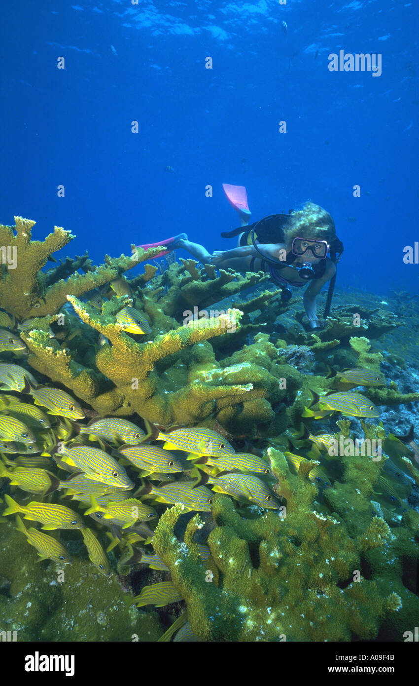 Scuba diving Key Largo Florida Stock Photo Alamy