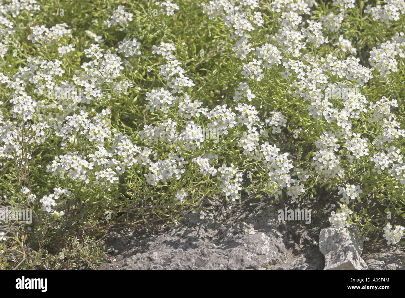 Chamois Cress, Chamois Grass (Pritzelago alpina, Hutchinsia alpina, Iberidella alpina), blooming Stock Photo