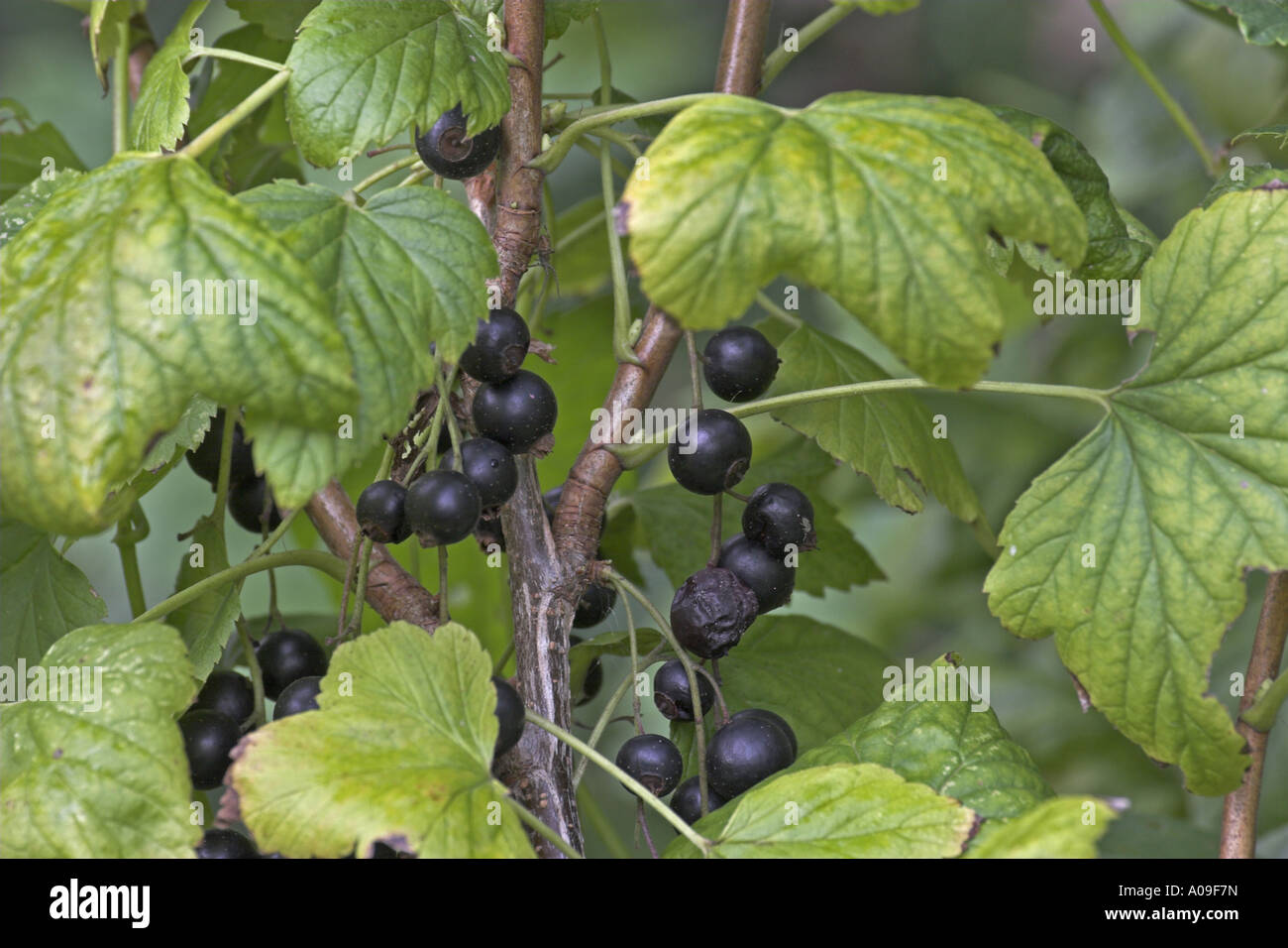 European black currant (Ribes nigrum), mature fruits Stock Photo