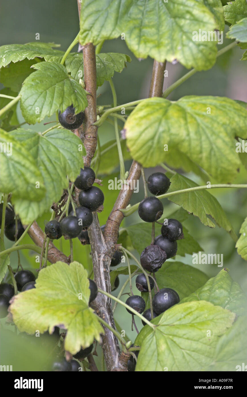 European black currant (Ribes nigrum), mature fruits Stock Photo