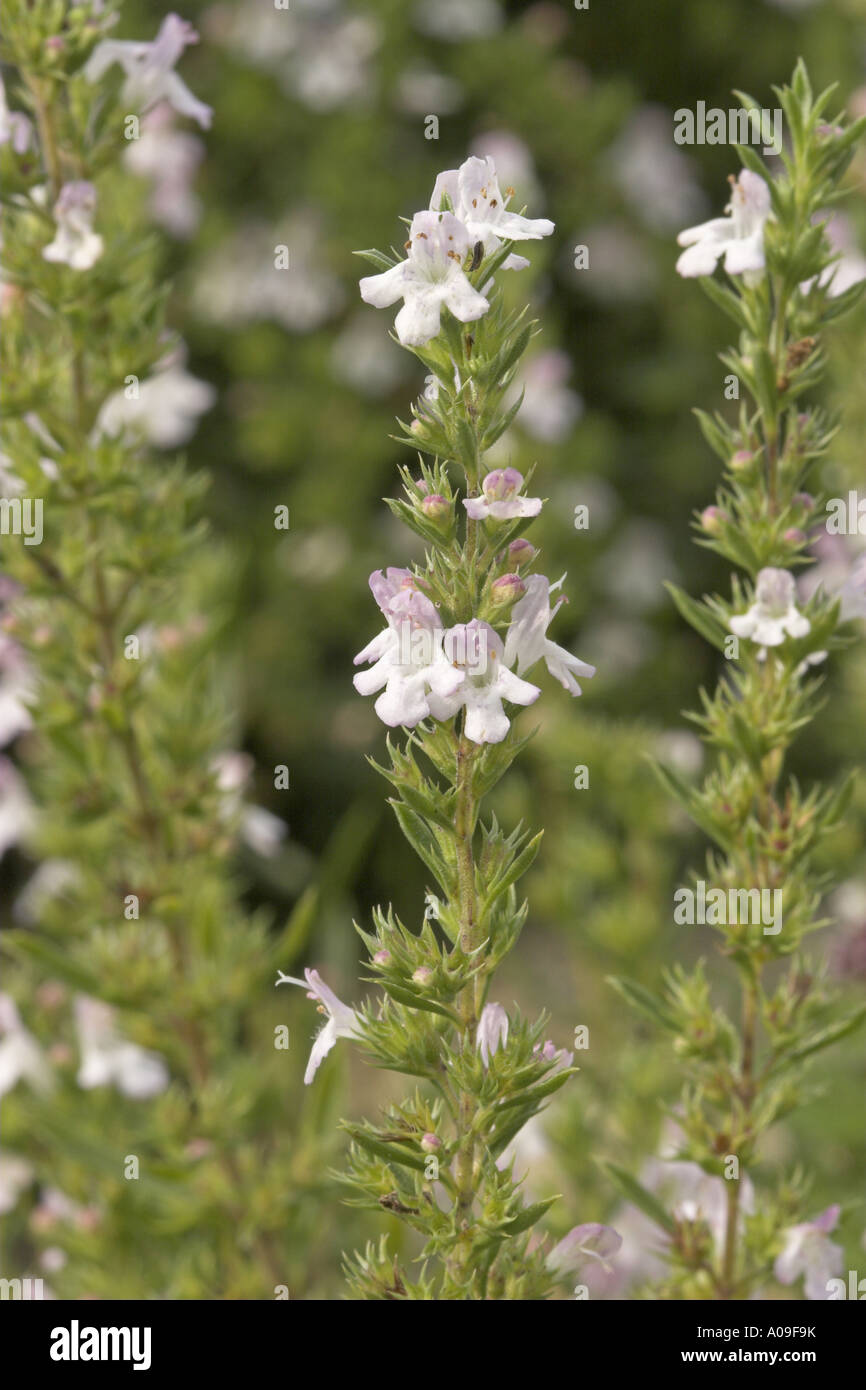 winter savory (Satureja montana), detail of the blossoms Stock Photo