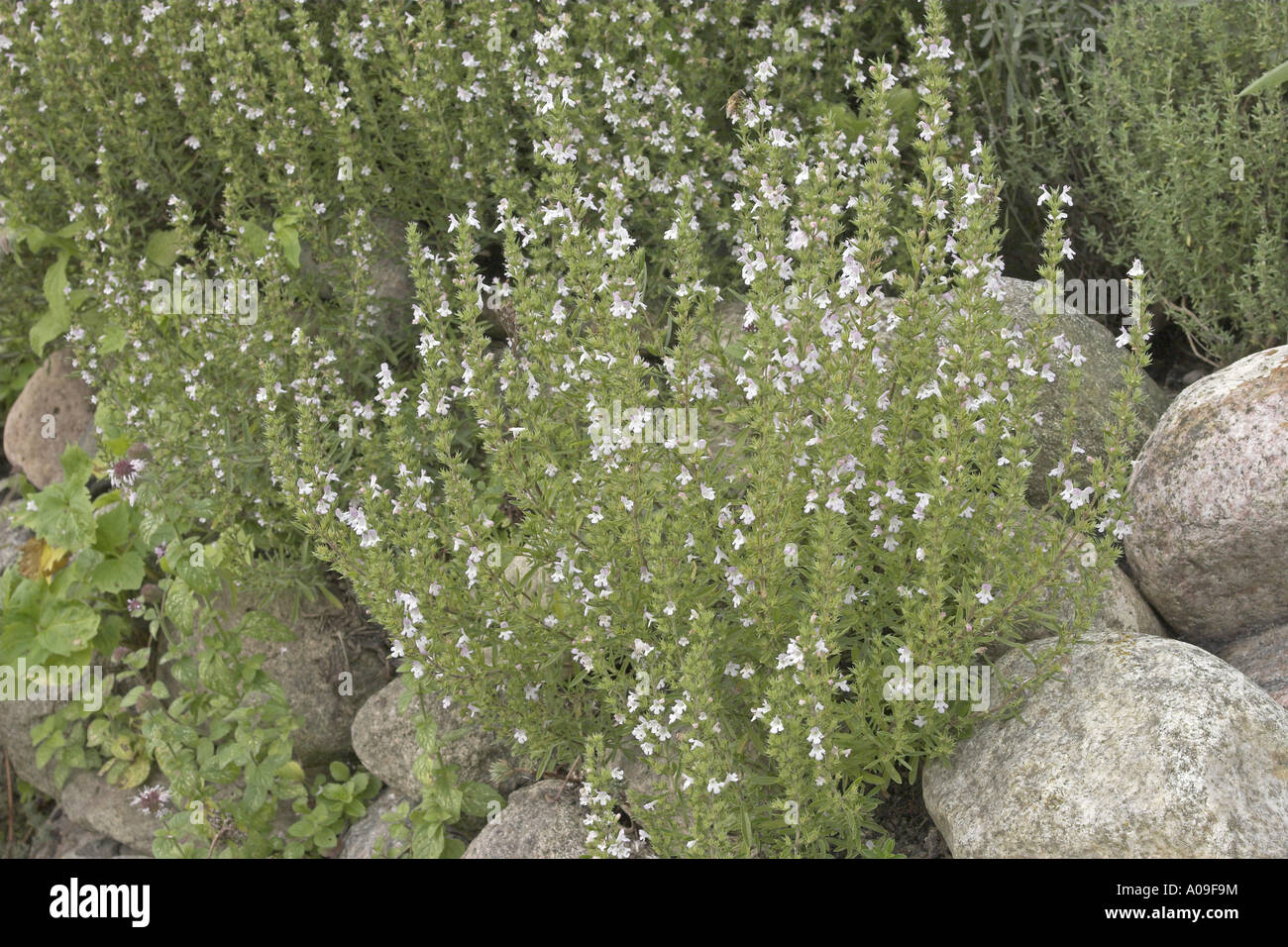 winter savory (Satureja montana), blooming plant Stock Photo