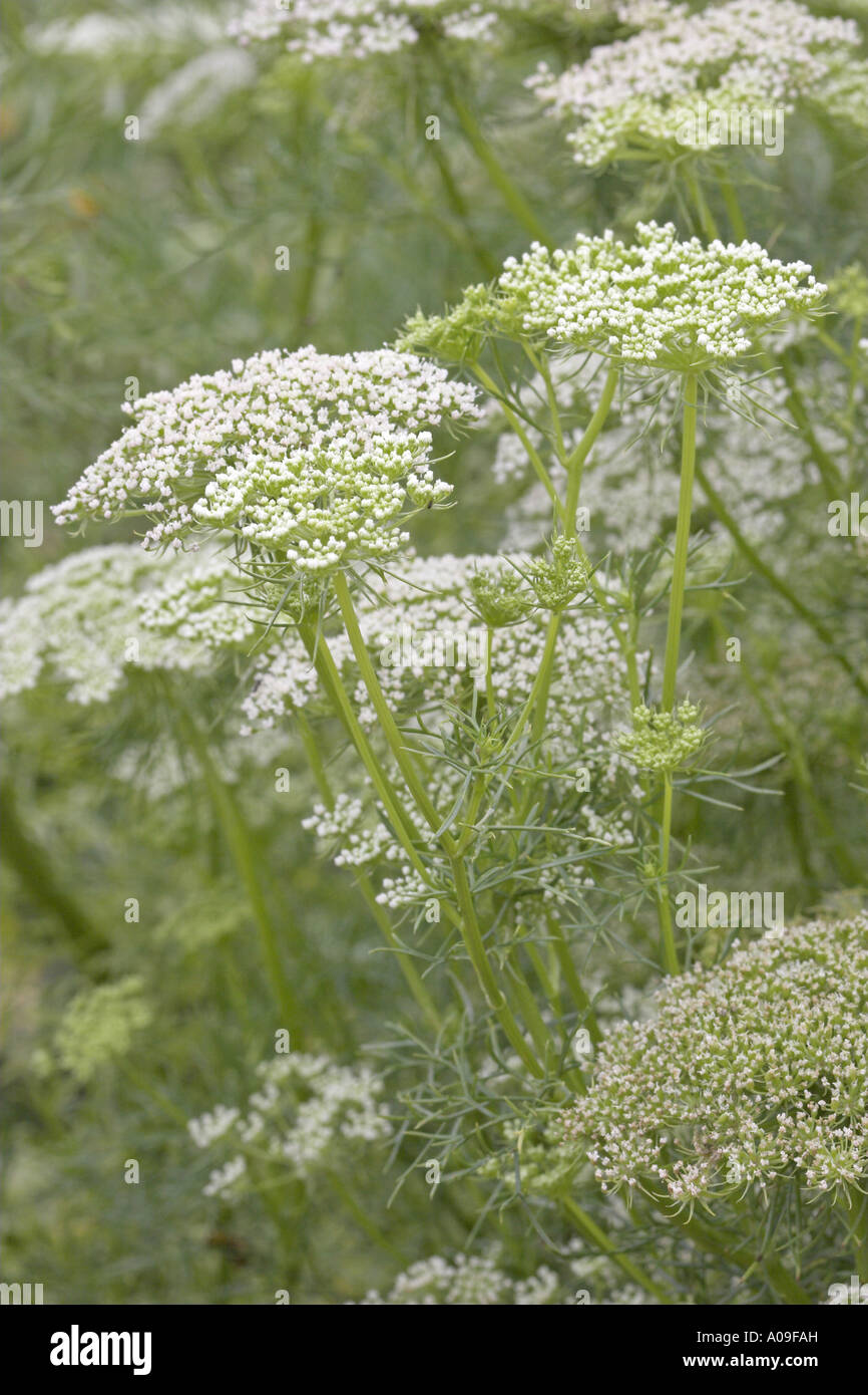 Visnaga daucoides hi-res stock photography and images - Alamy
