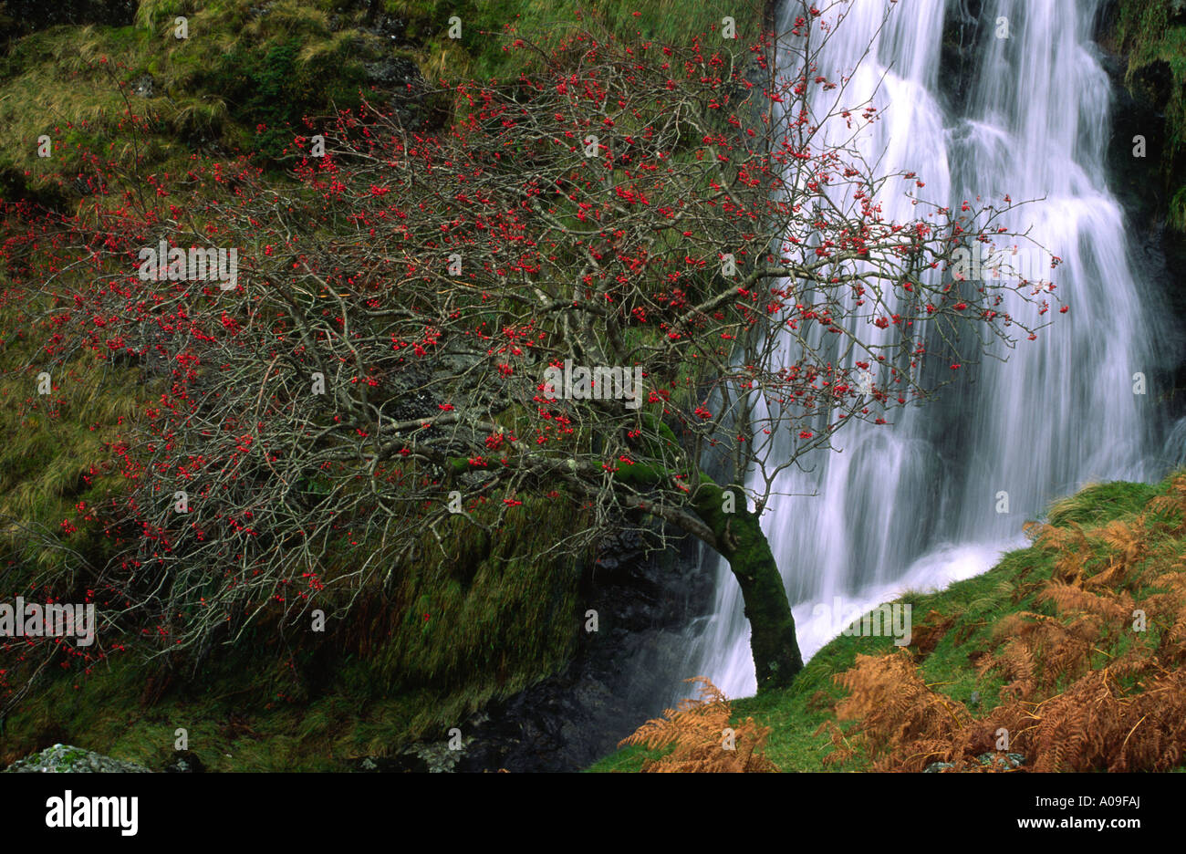 Rowan tree winter uk hi-res stock photography and images - Alamy