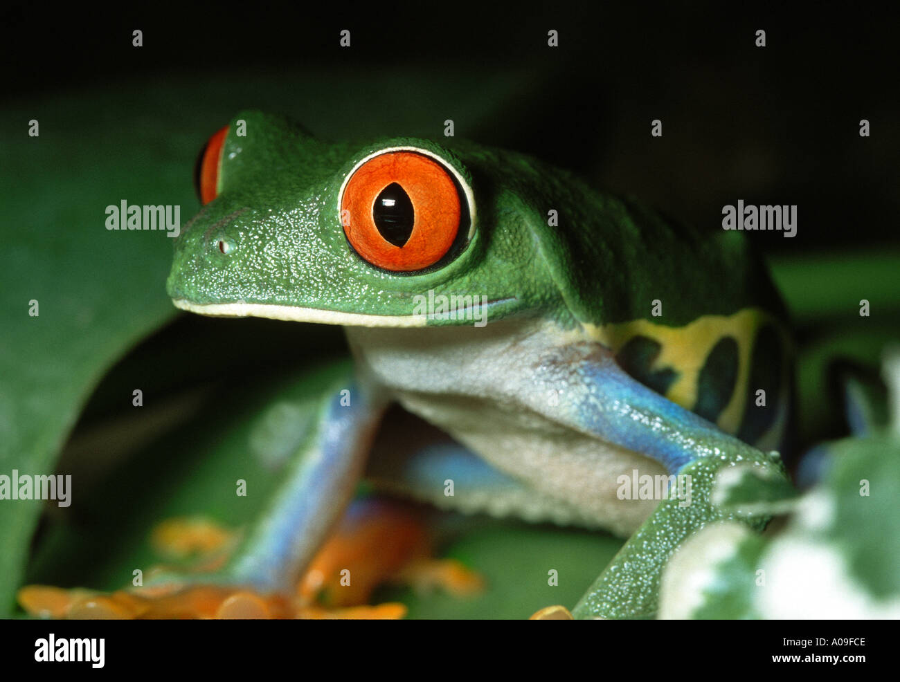 red eyed tree frog AGALYCHNIS CALLIDRYAS treefrog treefrogs frog frogs Costa  Rica green AMPHIBIAN Stock Photo