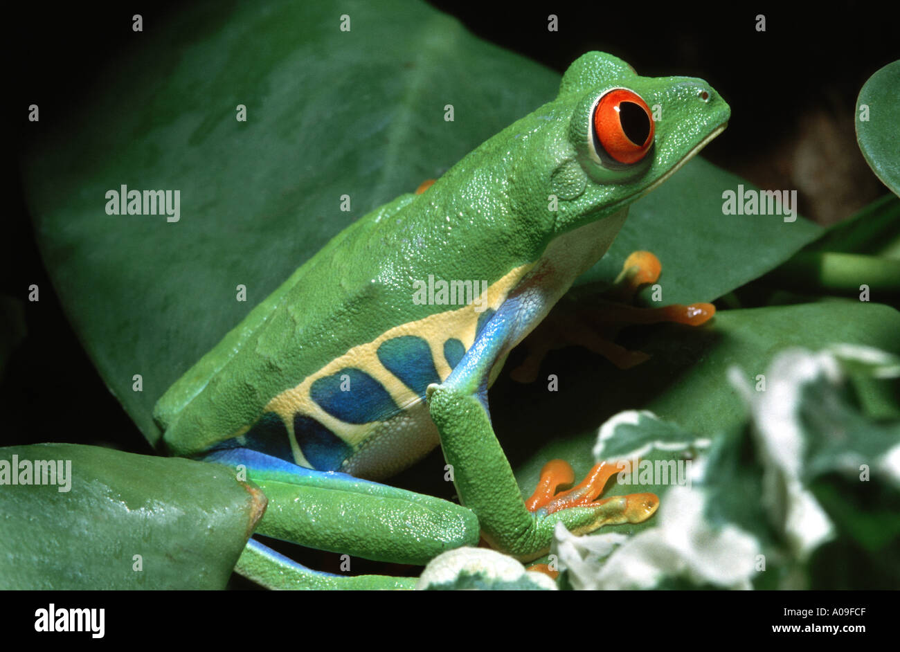 red eyed tree frog AGALYCHNIS CALLIDRYAS waiting for spoils treefrog treefrogs AMPHIBIAN Stock Photo