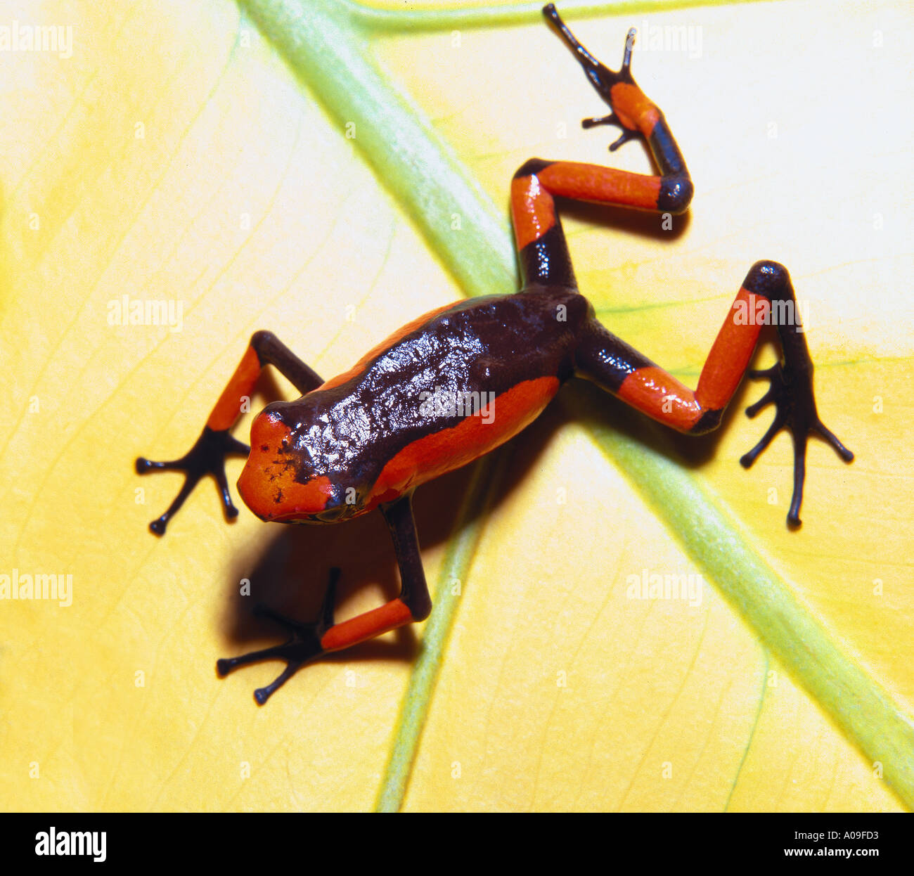 red black POISONARROWFROG Poison Arrow Frog DENDROBATES HISTRIONICUS ...