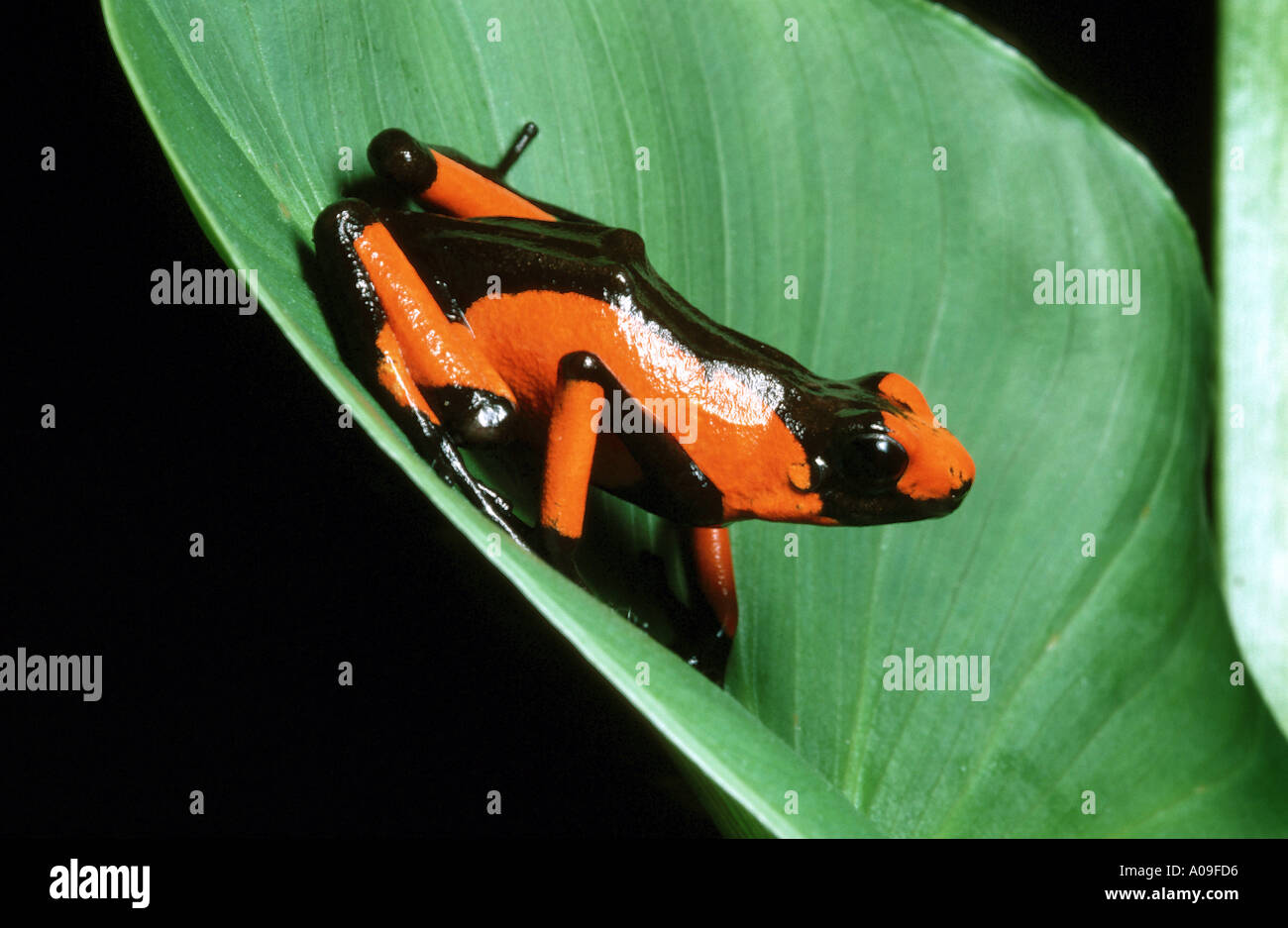 red black POISONARROWFROG Poison Arrow Frog DENDROBATES HISTRIONICUS ...
