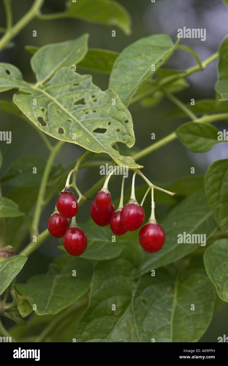 bitter nightshade, bittersweet nightshade, woody nightshade, climbing