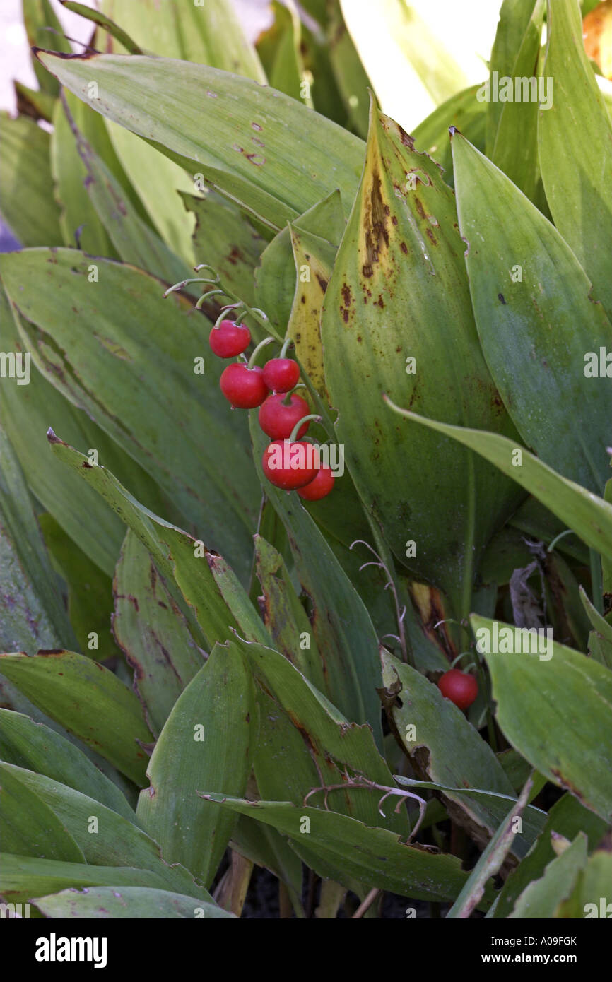 lily of the valley, lily-of-the-valley (Convallaria majalis), mature fruits Stock Photo