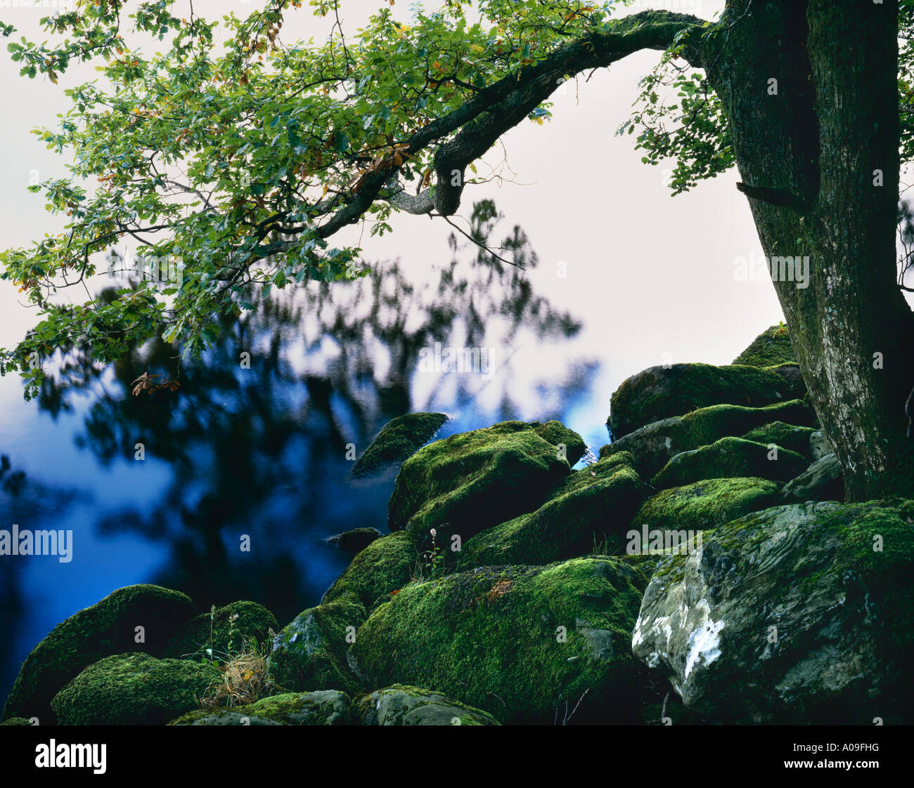 Leafy overhanging branch hi-res stock photography and images - Alamy