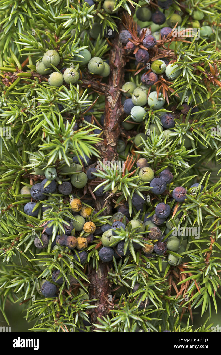 common juniper, ground juniper (Juniperus communis), fruits Stock Photo