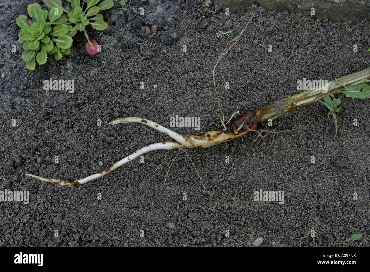 common evening primrose (Oenothera biennis), root Stock Photo Alamy