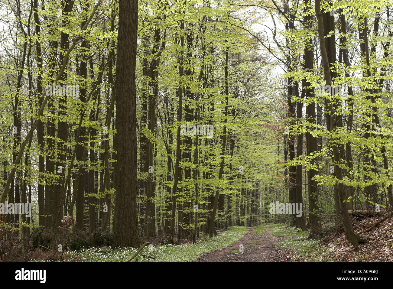 common beech (Fagus sylvatica), beech forest in spring Stock Photo