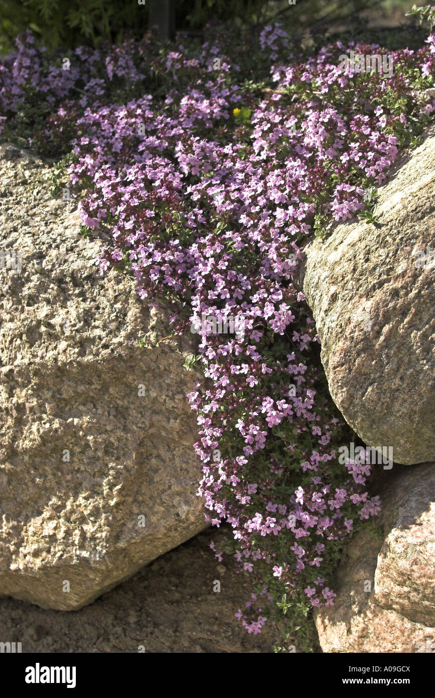 caraway thyme (Thymus herbabarona), blooming plant Stock Photo Alamy