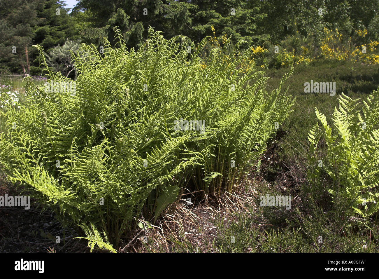 lady fern (Athyrium filix-femina), fronds Stock Photo