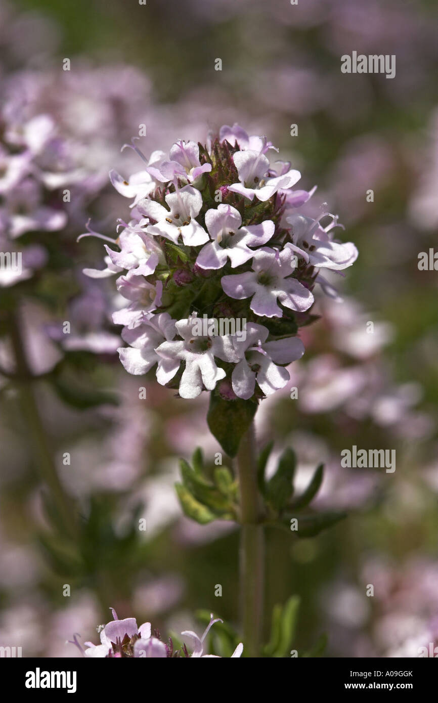 greek oregano (Origanum creticum), detail of the blossoms Stock Photo