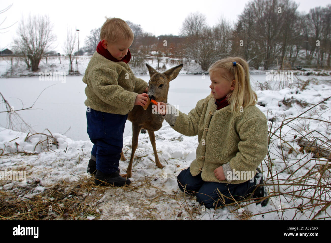 roe deer (Capreolus capreolus), two childs feeding a single animal in winter Stock Photo