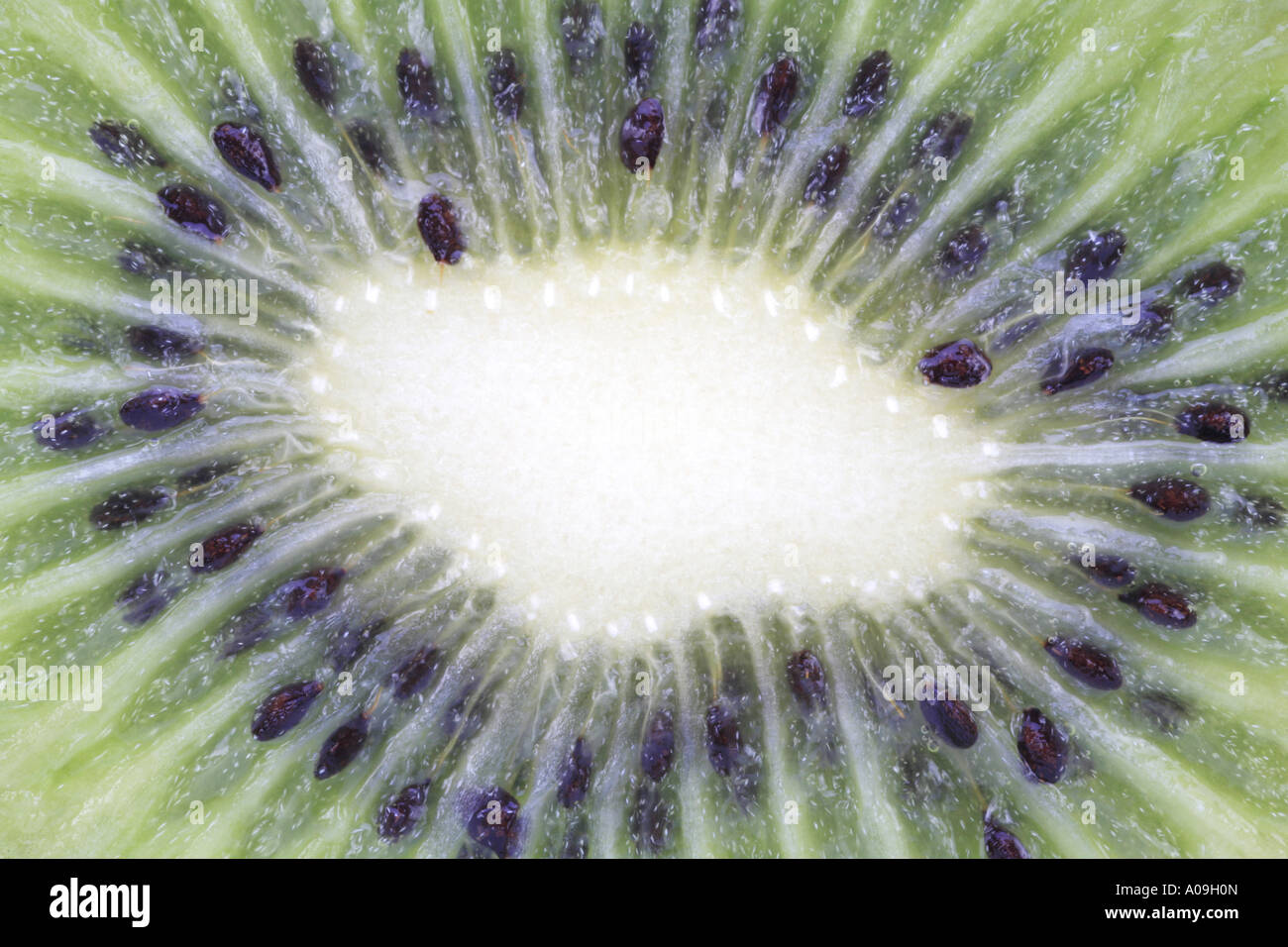 kiwi fruit, Chinese gooseberry (Actinidia deliciosa), fruit in cross ...