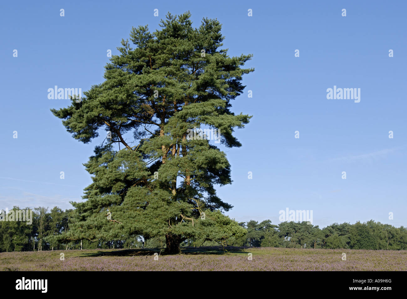 Scotch pine, scots pine (Pinus sylvestris), single tree with flowering heath, Calluna vulgaris, Germany, North Rhine-Westphalia Stock Photo