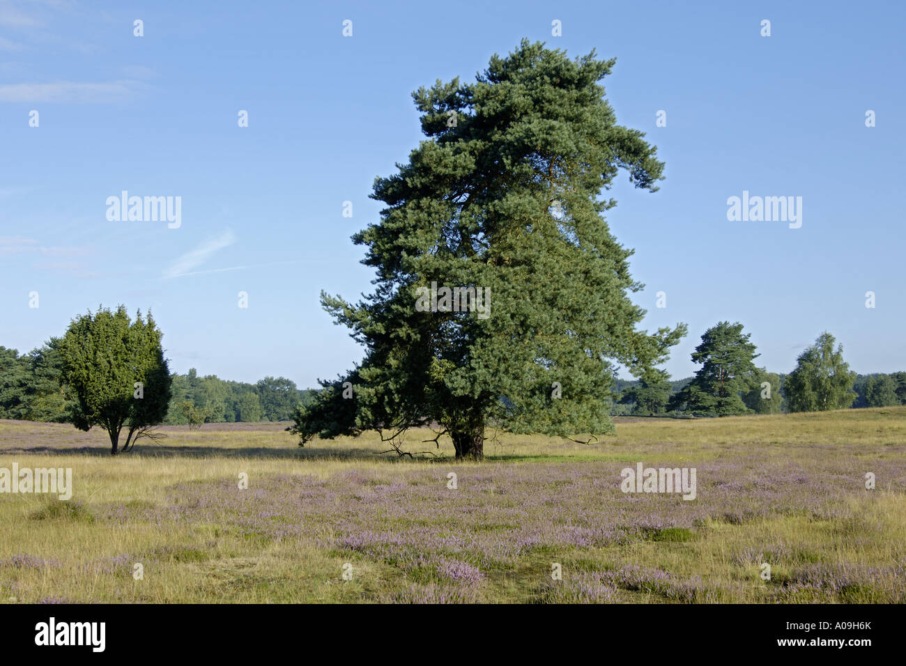 Scotch pine, scots pine (Pinus sylvestris), single tree with flowering heath, Calluna vulgaris, Germany, North Rhine-Westphalia Stock Photo