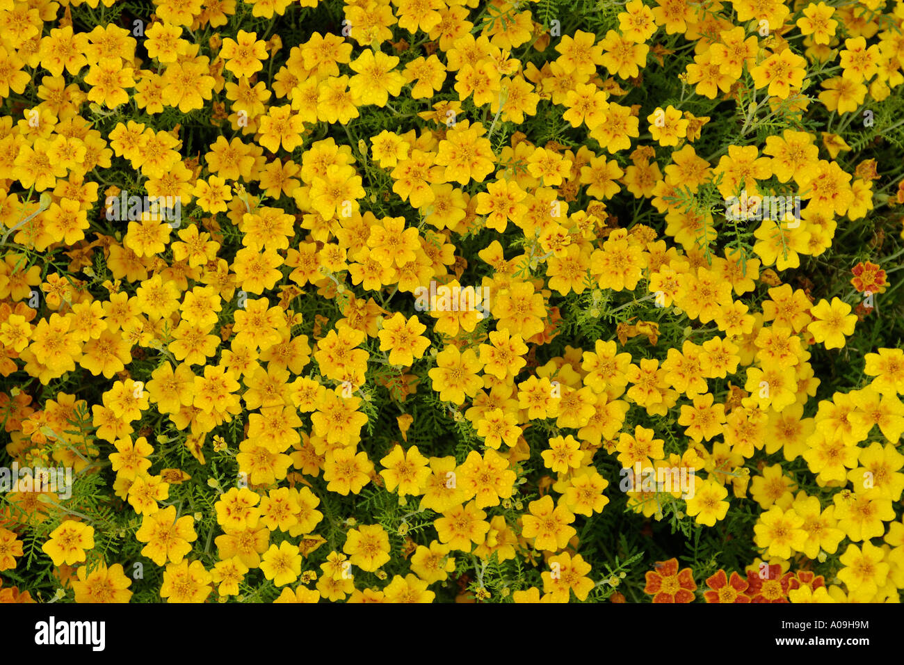 Lemon marigold, Signet marigold (Tagetes tenuifolia, Tagetes signata), flowers Stock Photo