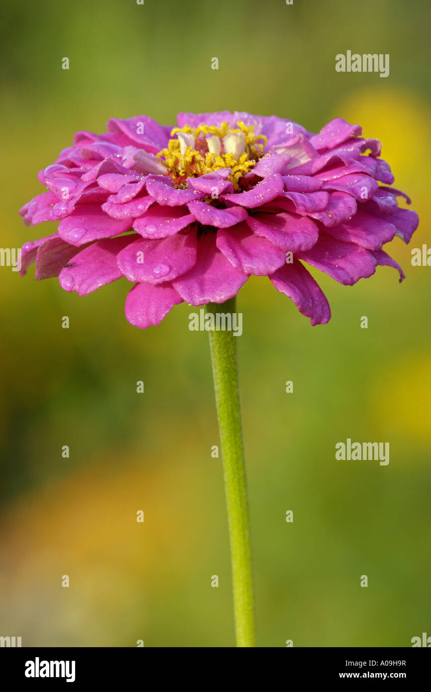 creeping zinnia (Zinnia angustifolia), inflorescence Stock Photo Alamy