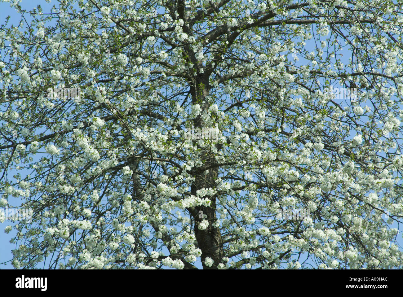 Flowering cherry tree Stock Photo - Alamy